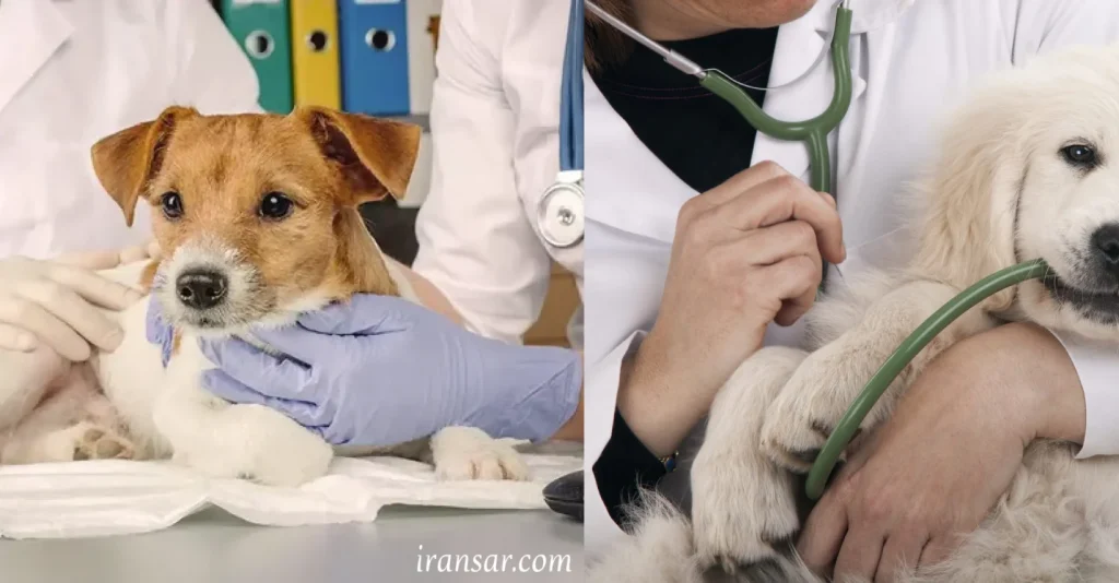 بهترین دامپزشک تهران